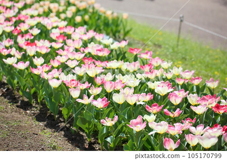 鬱金香花 105170799