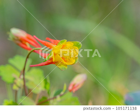Close up shot of Red Columbine bloom in Ouray Close up shot of Red Columbine bloom in Ouray 105171138