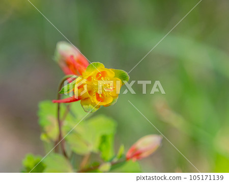 Close up shot of Red Columbine bloom in Ouray Close up shot of Red Columbine bloom in Ouray 105171139