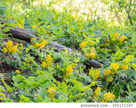 Close up shot of Oregon Grape blossom in Ouray Close up shot of Oregon Grape blossom in Ouray 105171147