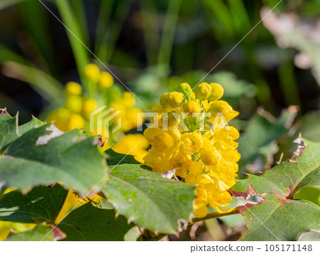 Close up shot of Oregon Grape blossom in Ouray Close up shot of Oregon Grape blossom in Ouray 105171148