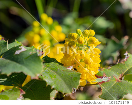Close up shot of Oregon Grape blossom in Ouray Close up shot of Oregon Grape blossom in Ouray 105171149