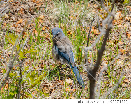 Close up shot of a cute Blue Jay 105171321