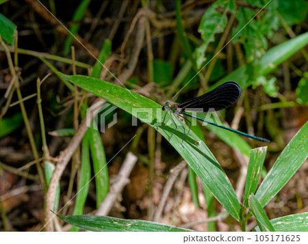 黑蜻蜓羽黑蜻蜓♂ 105171625