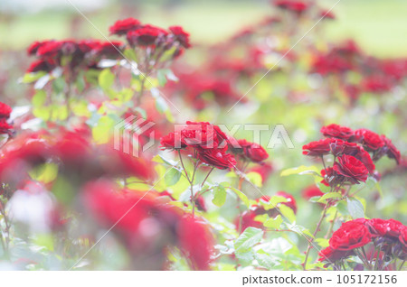 玫瑰品種：熔岩根 105172156