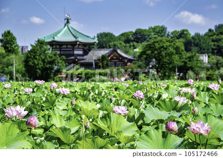 東京上野公園不忍池蓮花 105172466