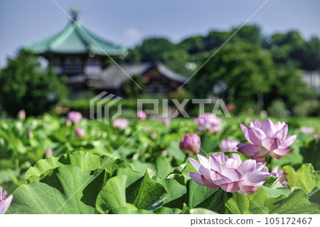 東京上野公園不忍池蓮花 東京上野公園不忍池蓮花 105172467