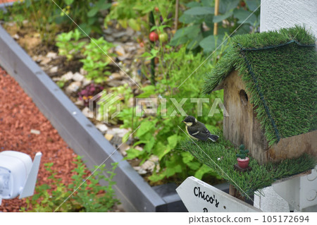Chickadee leaving the nest Chickadee leaving the nest 105172694