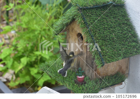 Leaving the Flesh of Chickadees Departure and Flapping Wings Leaving the Flesh of Chickadees Departure and Flapping Wings 105172696