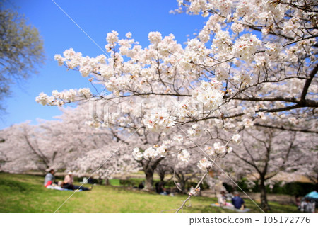 櫻花盛開的吉野櫻 105172776