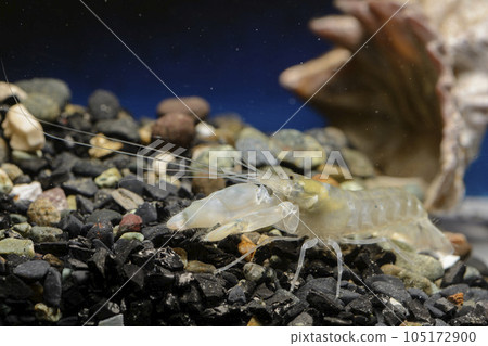 Snapping shrimp pistol shrimp 105172900