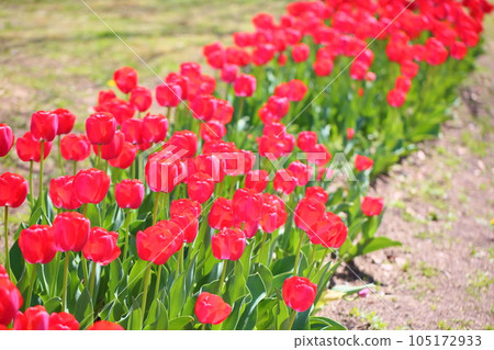 鬱金香花 鬱金香花 105172933
