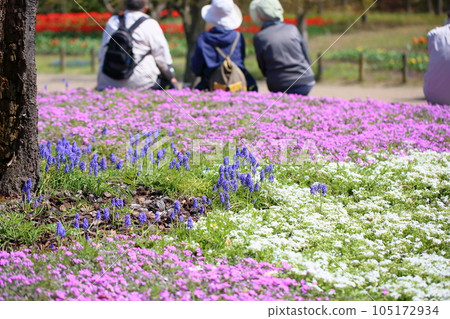 Muscari flowers Muscari flowers 105172934