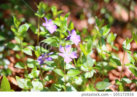 Flowers of Turnishitis Flowers of Turnishitis 105172938