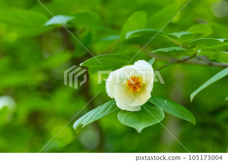 雅緻的初夏白花，夏季山茶花 105173004