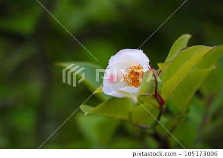 雅緻的初夏白花，夏季山茶花 105173006