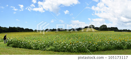 Saitobaru Park with sunflowers Saitobaru Park with sunflowers 105173117