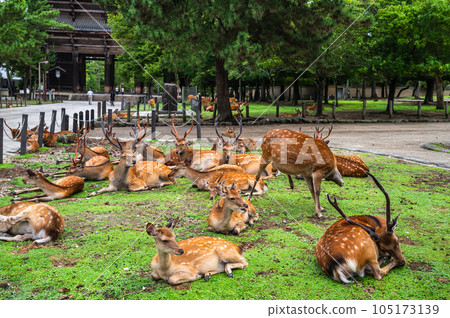 Herd of deer in front of Todaiji Nandaimon Herd of deer in front of Todaiji Nandaimon 105173139