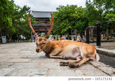 A deer lying at the end of the Todaiji pilgrimage route 105173142