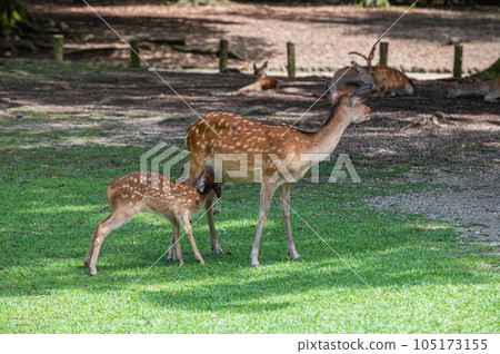 Parent-child deer of Nara Park 105173155