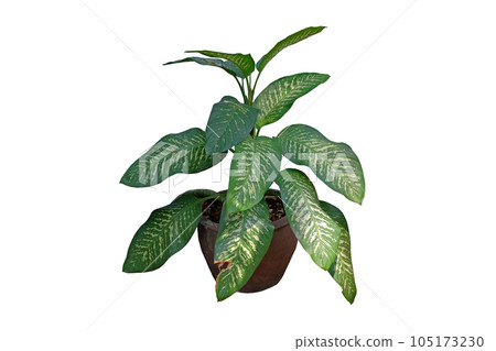 Dieffenbachia seguine in flower pot Dieffenbachia seguine in flower pot 105173230