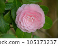 2023 Otome Camellia 105173237