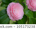 2023 Otome Camellia 105173238