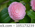 2023 Otome Camellia 105173239