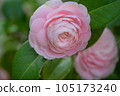 2023 Otome Camellia 105173240