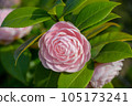 2023 Otome Camellia 105173241