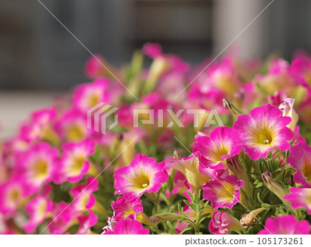 Cluster of pink petunia flowers 105173261