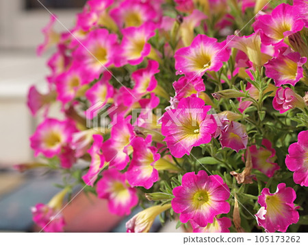 Cluster of pink petunia flowers 105173262