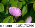 Japanese camellia starting to bloom 105173290