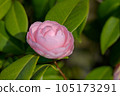 Japanese camellia starting to bloom 105173291