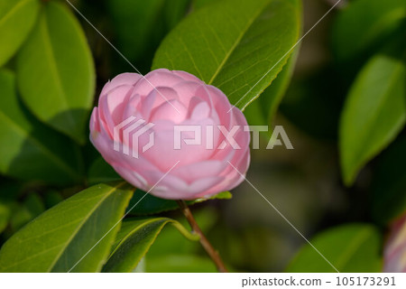 日本山茶花開始開花 105173291