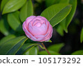 Japanese camellia starting to bloom 105173292