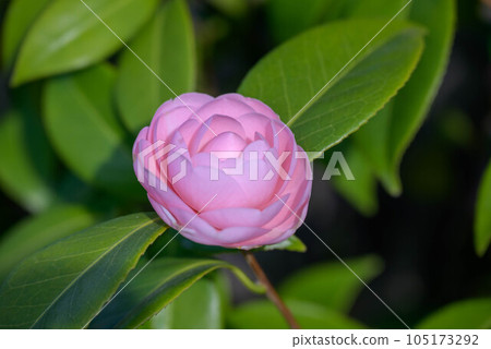 日本山茶花開始開花 105173292