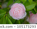 Japanese camellia starting to bloom 105173293