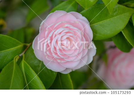 Japanese camellia starting to bloom 105173293