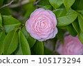 Japanese camellia starting to bloom 105173294