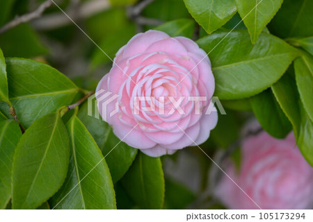 日本山茶花開始開花 日本山茶花開始開花 105173294