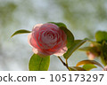 Japanese camellia starting to bloom 105173297