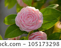 Japanese camellia starting to bloom 105173298