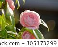 Japanese camellia starting to bloom 105173299