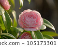 Japanese camellia starting to bloom 105173301
