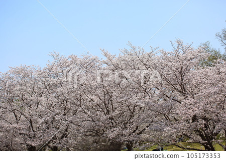 櫻花盛開的吉野櫻 櫻花盛開的吉野櫻 105173353