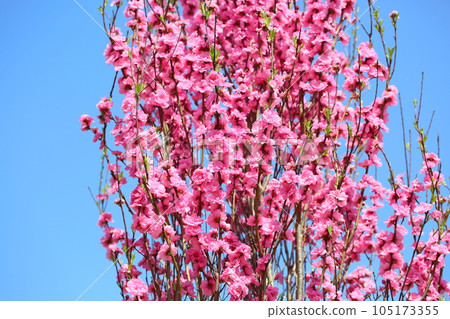 桃花　　 105173355
