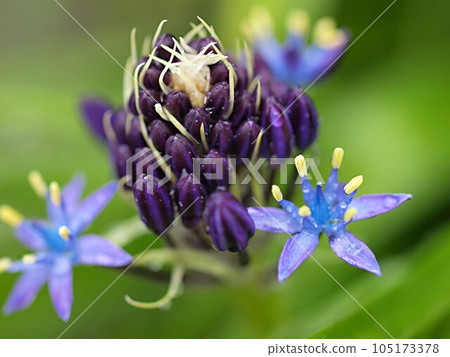 Scilla flower close-up 105173378