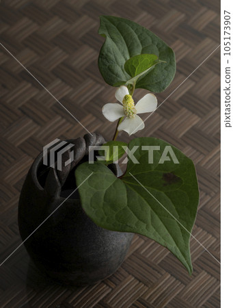 Dokudami Dokudami 105173907