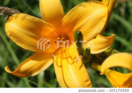 Nice smile 105174309